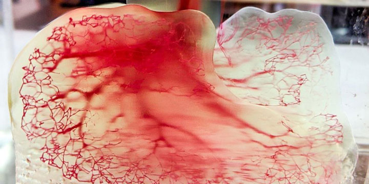 مدل پرینت سه بعدی رگ های خونی انسان
