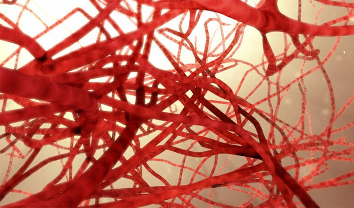 شبکه‌ای از رگ‌های خونی پرینت سه بعدی