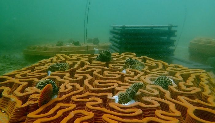 archiREEF و نجات صخره‌های مرجانی با پرینت سه بعدی